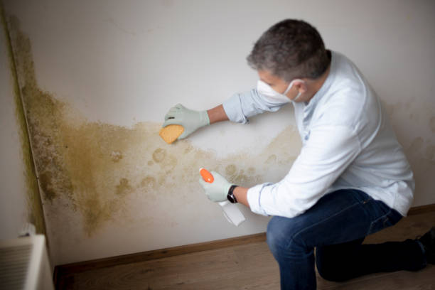Best Asbestos and Lead Testing During Mold Inspection  in Tuscoosa, AL